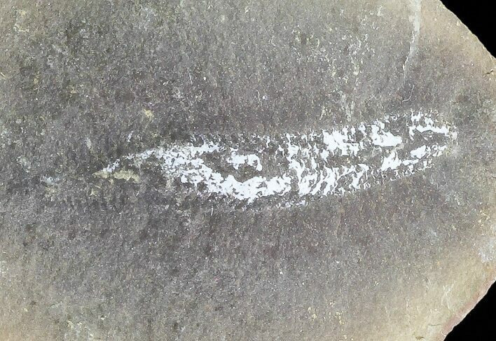 Astreptoscolex Fossil Worm (Pos/Neg) - Mazon Creek #70586